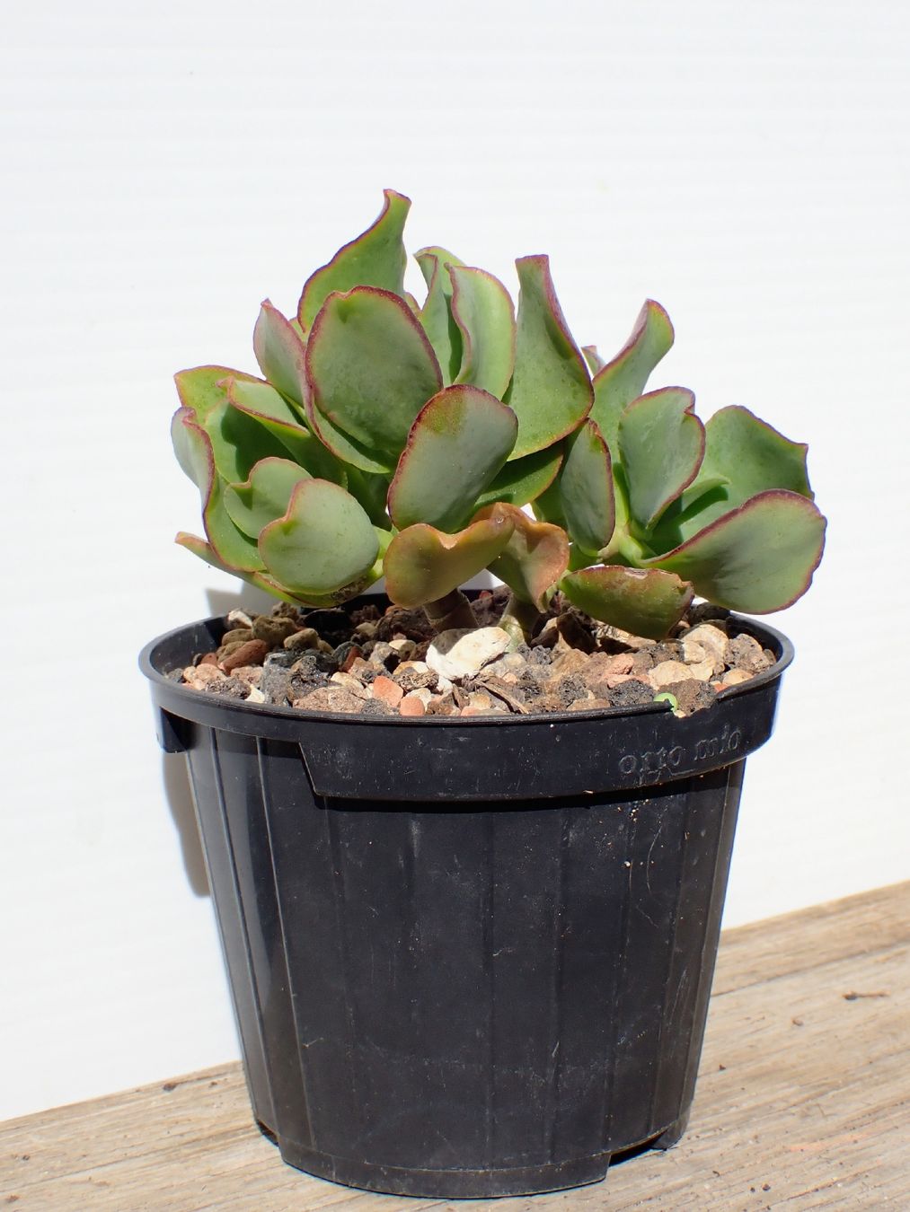 Piante & sementi: Crassula arborescens  – Usato da Comano venduto da che_8lc2