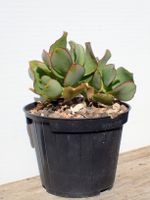 Crassula arborescens 