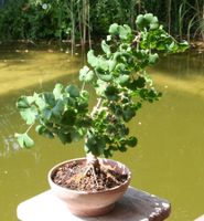 BONSAI  -  Ginkgo