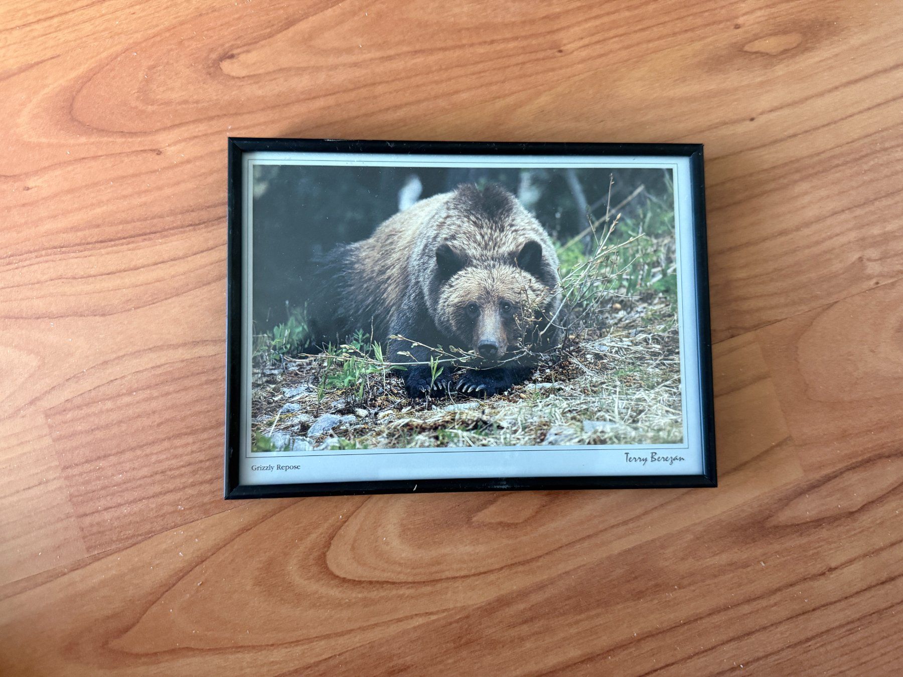 Bilderrahmen: Bilderrahmen schwarz Grizzly – Gebraucht aus Wängi von squirrelwoman