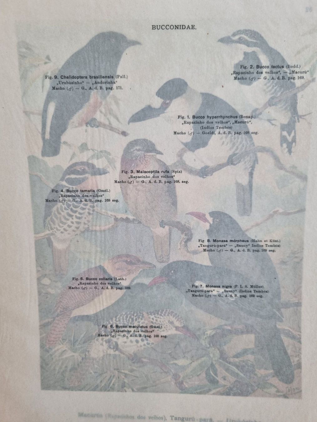 Libri: Vogelwelt des "Amazonas", Emil August Göldi, 3.Fasc.1906 – Usato da Lenzburg venduto da freedomky 5
