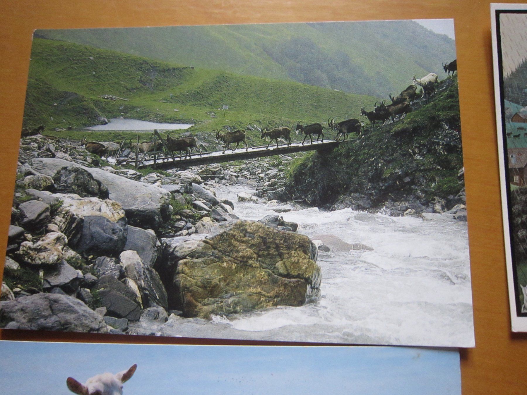 Cartoline postali: No 17 Postkarten Ziegen und Schafen – Usato da Gordola venduto da Polentaefung 4