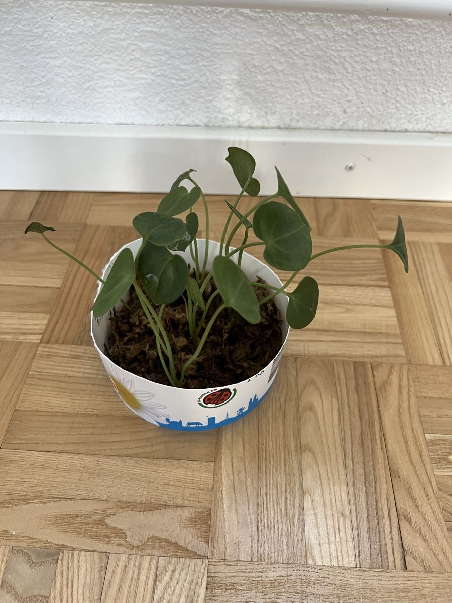 Pflanzen & Samen: Anthurium Clarinervium 4/4 – Neu (gemäss Beschreibung) aus Zürich von C_Alen