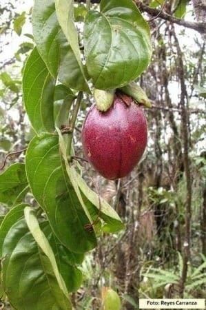 Piante & sementi: Passiflora AMBIGUA Rustique -5 !  5g – Nuovo (secondo la descrizione) da Bremblens venduto da FIBONACCI369 3