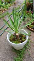 Yucca gloriosa, winterhart