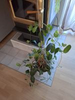 Zimmerpflanze Ficus im Topf 