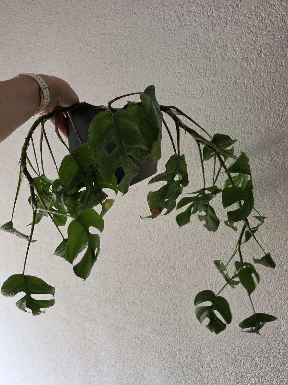 Piante & sementi: Monstera minima – Usato da Jegenstorf venduto da matrix2012