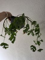 Monstera minima