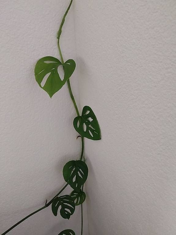 Piante & sementi: monstera adansonii laniata – Usato da Schwaderloch venduto da bademeister79 3