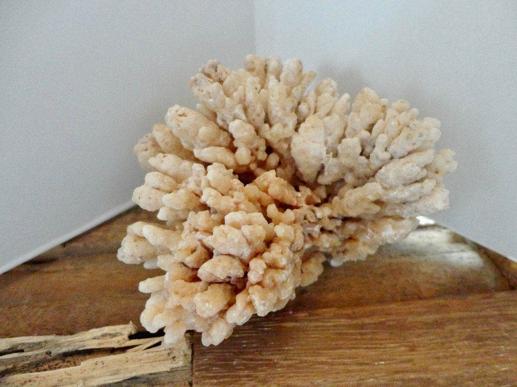 Edelsteine: Calcit- Stufe Korallenform – Neu (gemäss Beschreibung) aus Biberist von Steine