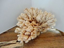 Calcit- Stufe Korallenform