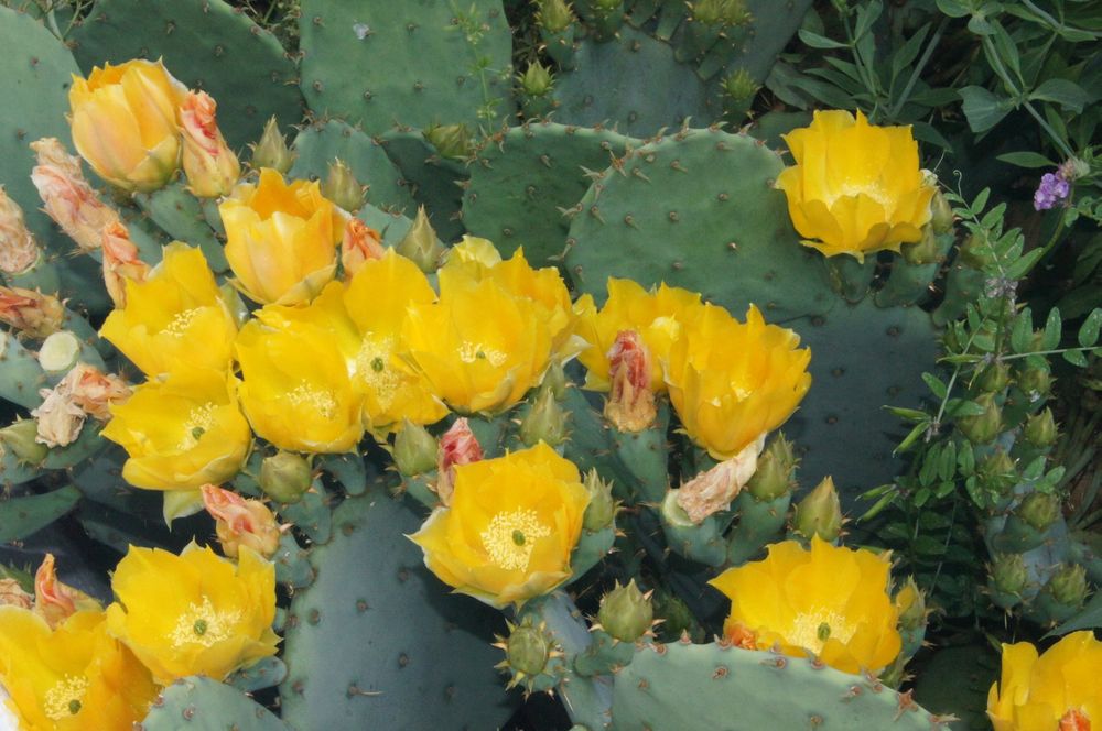 Grosser winterharter Kaktus Opuntia engelmannii (Neu (gemss Beschreibung))  in Geroldswil fr CHF 100  nur Abholung auf Ricardo kaufen