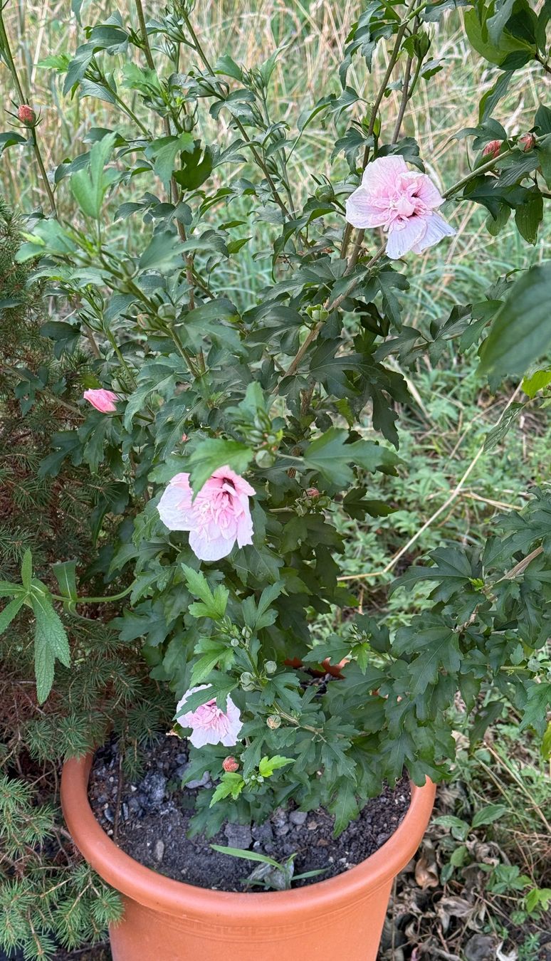 Pflanzen & Samen: Hibiscus syriacus 'Pink Chiffon' ¦ 'Three Sisters' – Neu (gemäss Beschreibung) aus Dübendorf von Orchid18 2