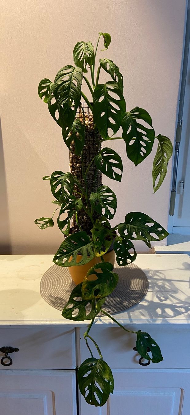 Piante & sementi: Monstera adansonii – Usato da Zürich venduto da Potatoe543