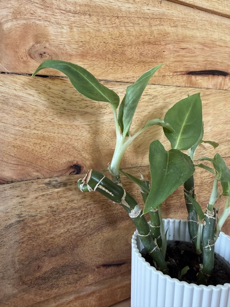 Plantes & graines: Diffenbachia im Übertopf – D'occasion à Baar par annasorbian 4