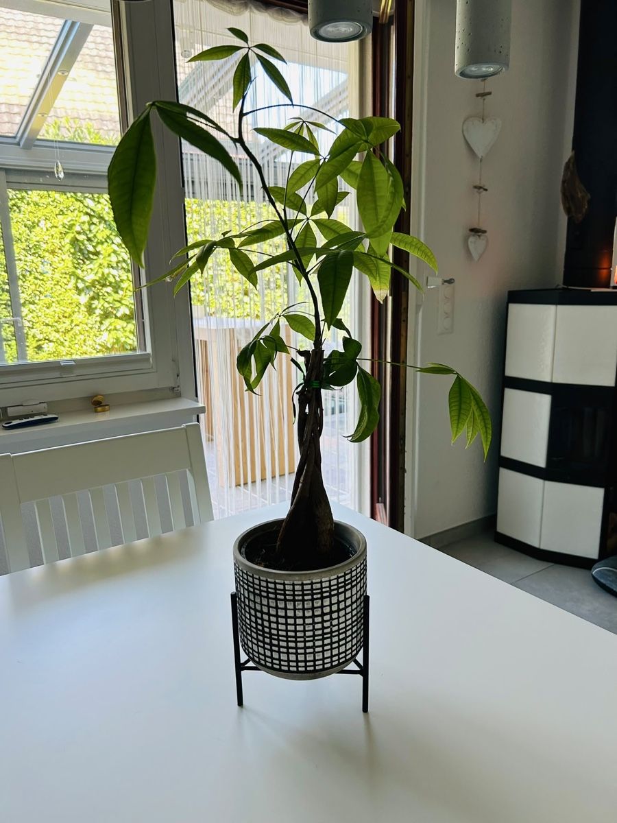 Plantes & graines: Zimmerpflanze mit Topf und Gestell – D'occasion à Mägenwil par afiloni84
