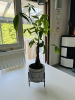 Zimmerpflanze mit Topf und Gestell