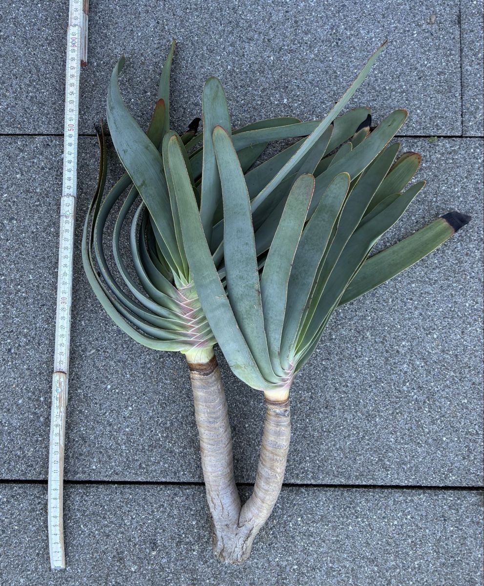 Plantes & graines: Aloe plicatilis – Neuf (Voir description) à Altendorf par Monteiroastrild 2