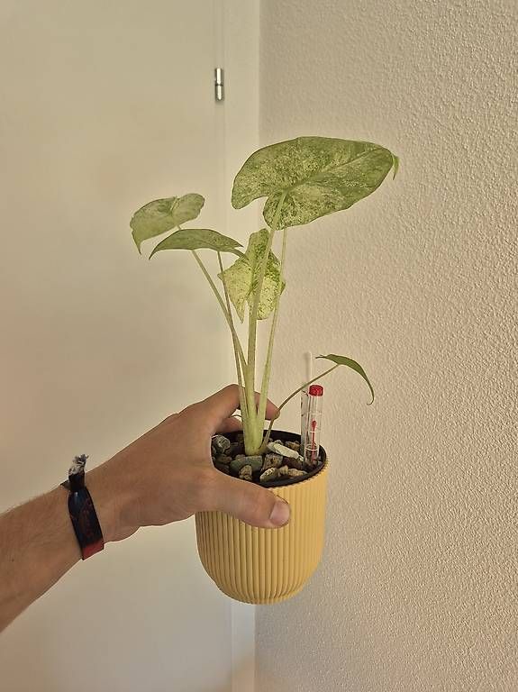 Pflanzen & Samen: Alocasia macrorrhiza splash – Gebraucht aus Bülach von Moritz_utzinger 2