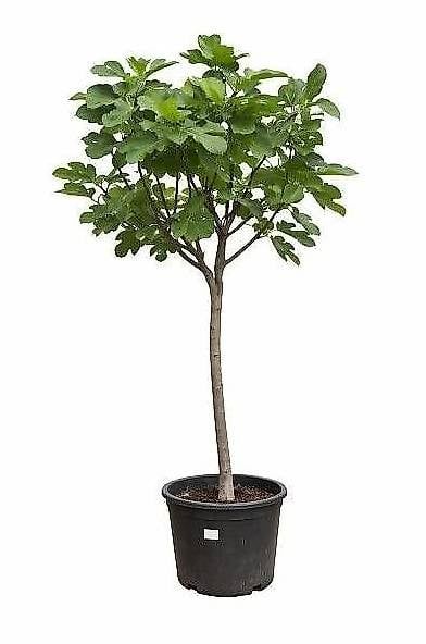 Pflanzen & Samen: Feigenbaum Gr. L – Neu und originalverpackt aus Zuckenriet von Thur_Plant
