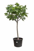 Feigenbaum Gr. L
