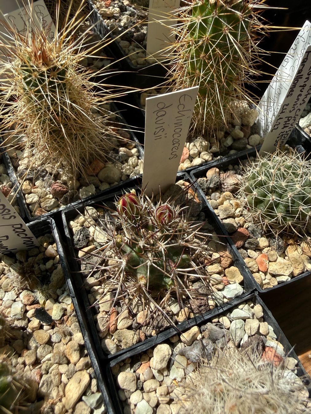 Piante & sementi: Echinocereus davisii (frosthart) – Usato da Rorbas venduto da SimS0n
