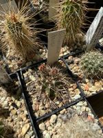 Echinocereus davisii (frosthart)