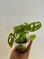 Monstera Adansonii Pflanze junge Zimmerpflanze grün