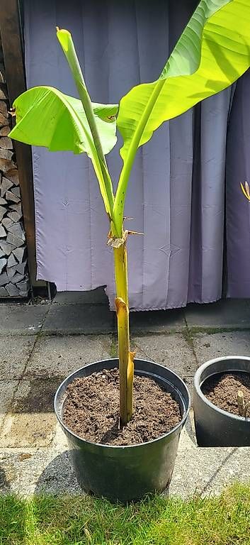 Piante & sementi: Bananenbaum – Usato da Wallisellen venduto da Eugenio