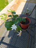 Pflanze Jasminum officinale im Topf Blühend Grösse 30cm