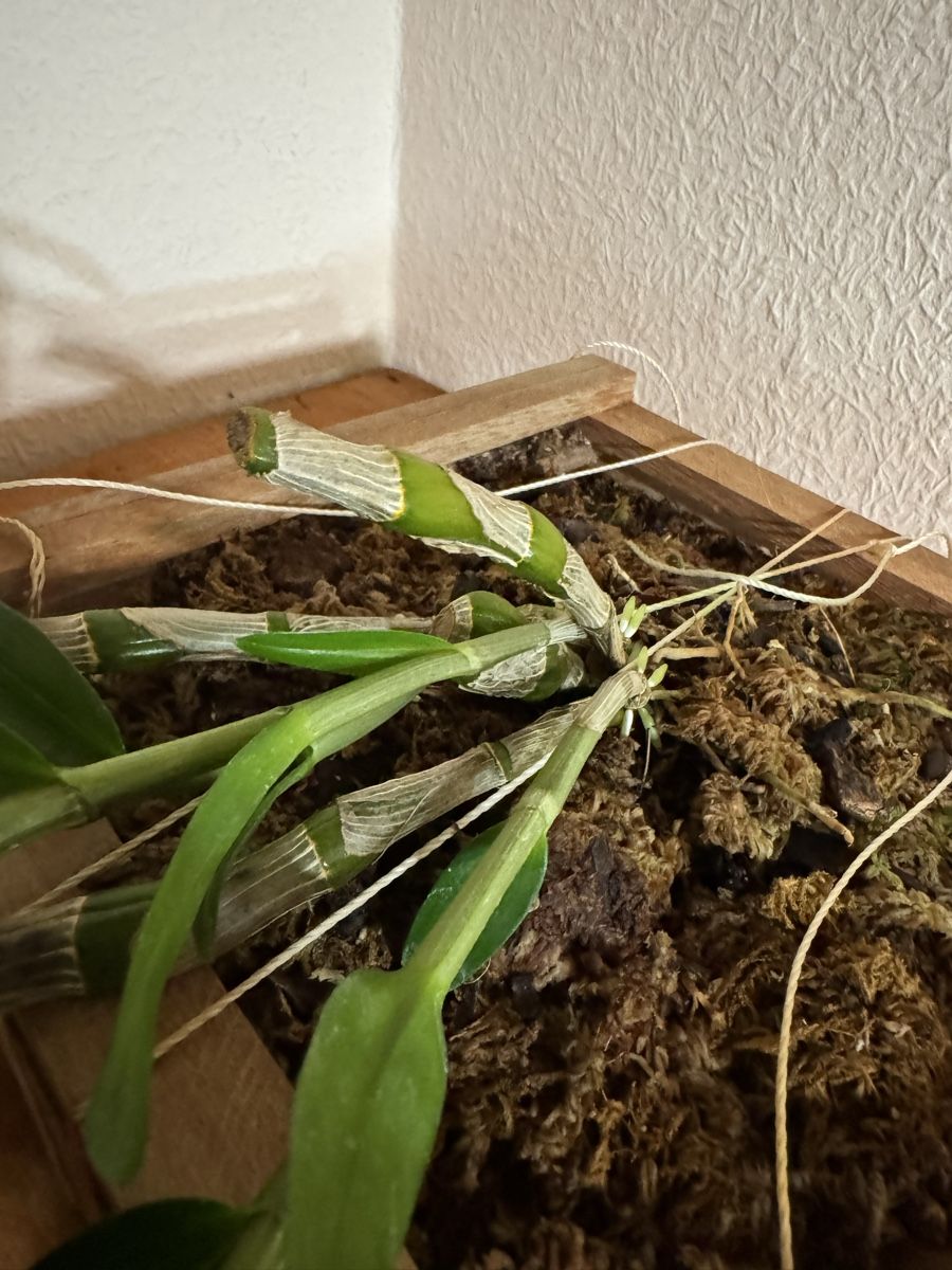 Piante & sementi: Dendrobium – Usato da Männedorf venduto da mrclst 8