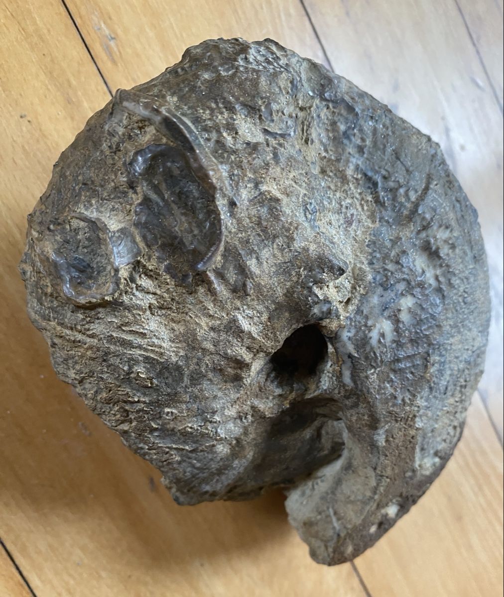 Fossili: Ammonit – Usato da Liestal venduto da Stephanoceras1