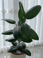 Gummibaum / Ficus elastica