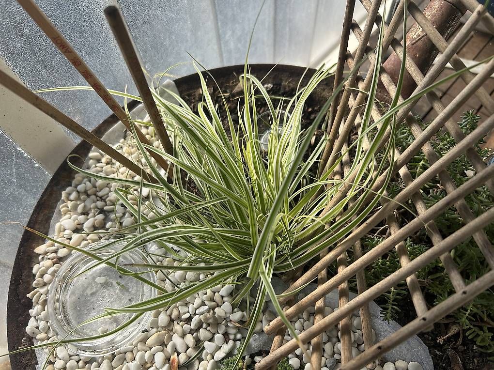 Pots de fleurs: Bepflanzter Wok  – Neuf avec emballage d'origine à Frauenfeld par Irene.Schuppli 2
