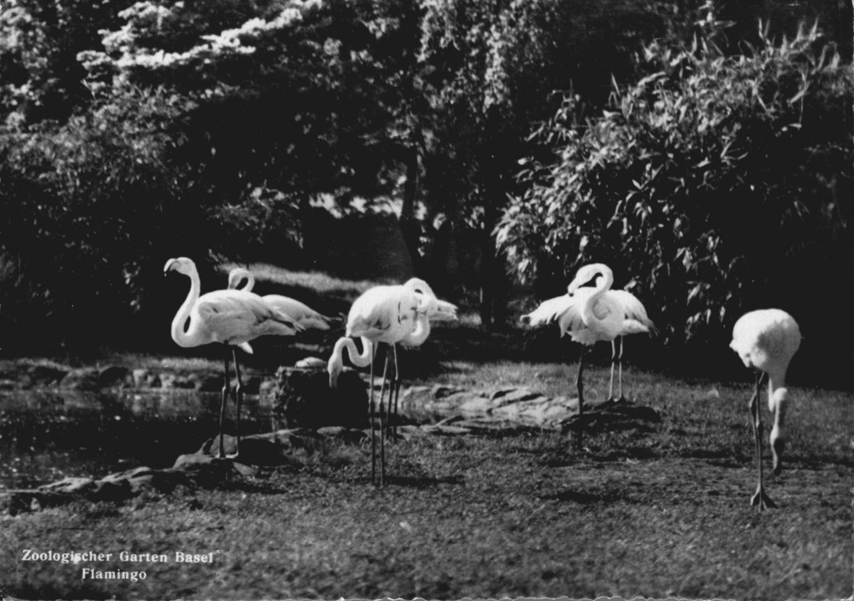 Cartoline postali: Alte Ansichtskarte Zoo Basel Flamingo, 1954. – Usato da Oberkirch LU venduto da sa_kr