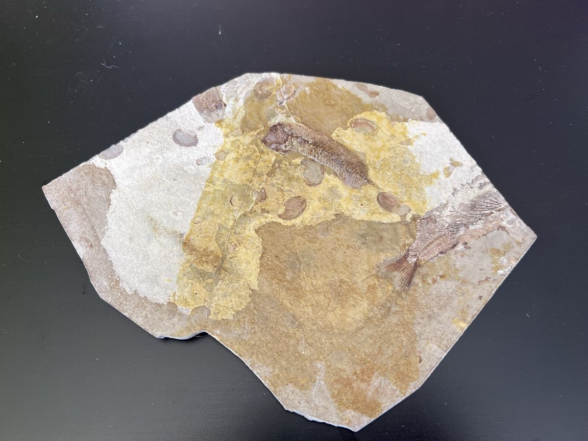 Fossiles: Fischfossil auf Gesteinsplatte – D'occasion à Herrliberg par Laesse 1