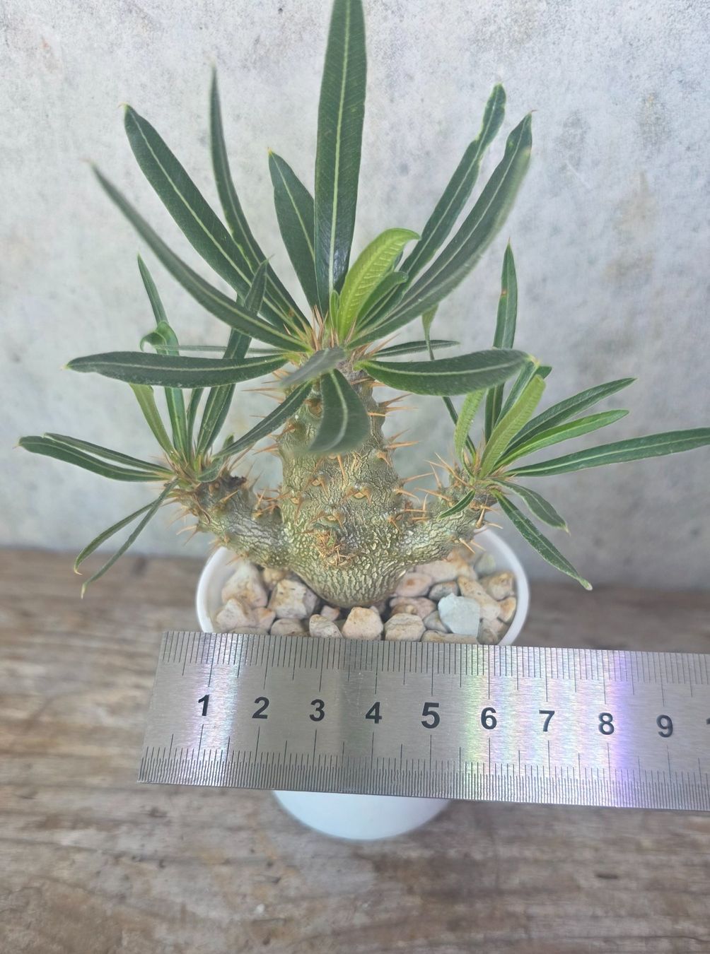 Piante & sementi: Pachypodium rosulatum – Usato da St.Erhard venduto da Plumilandschweiz 3