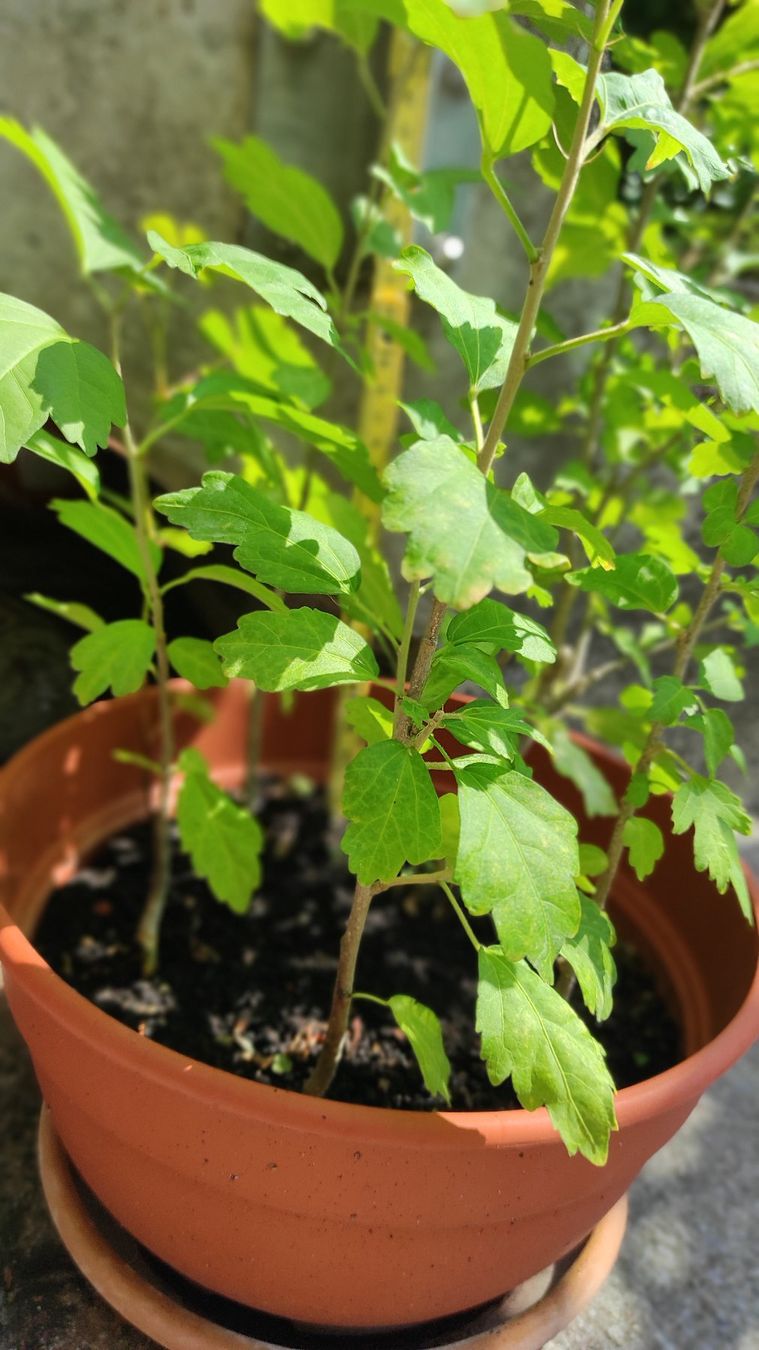 Piante & sementi: Hibiskus, 1-jährig – Usato da Baar venduto da Cooltango 2