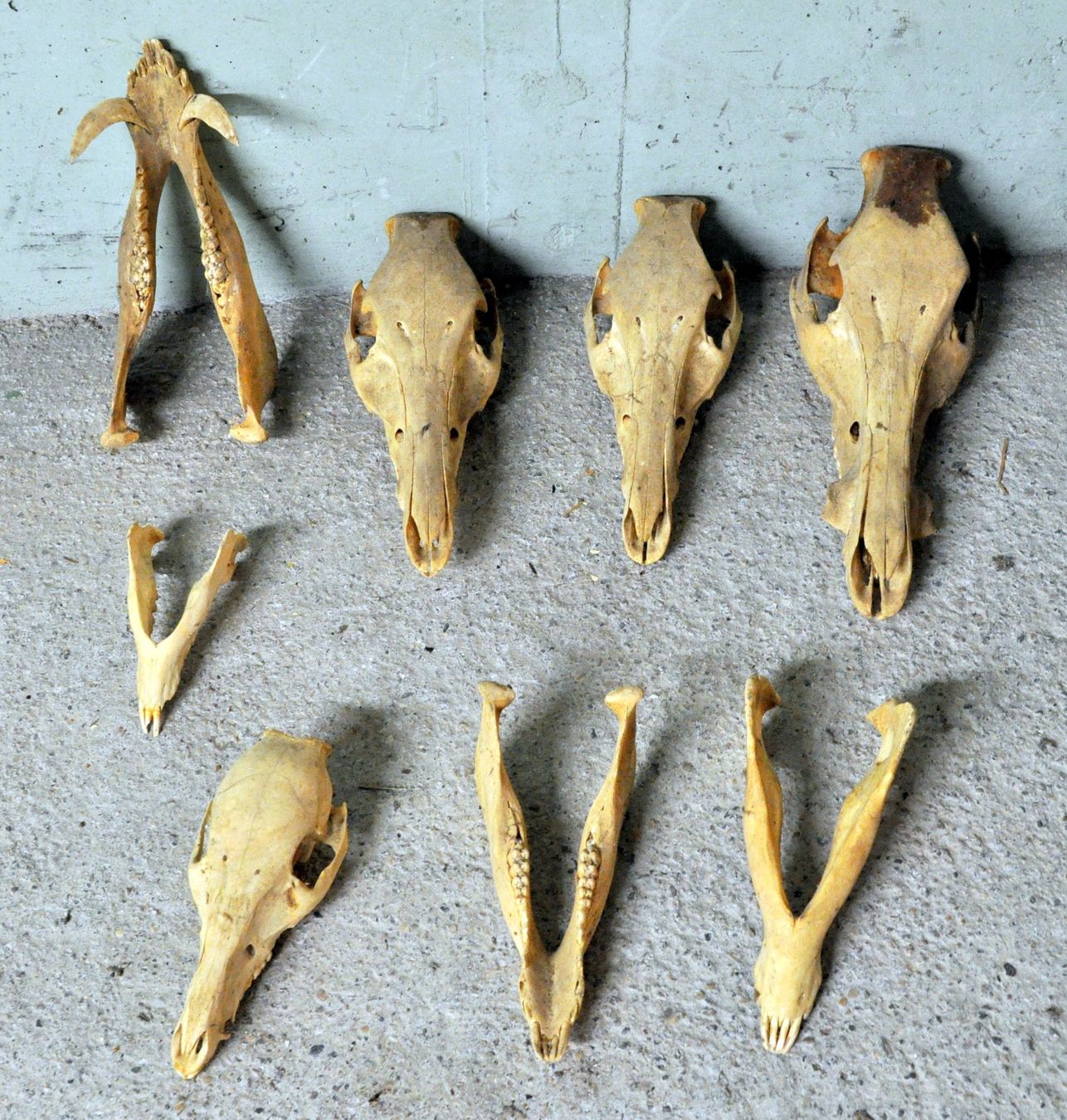 Welt der Tiere: Lot de 4 "crâne d'animaux" – Gebraucht aus Neuchâtel von Neuchatel