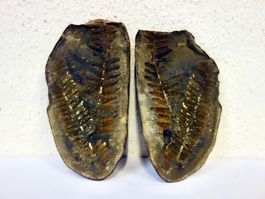 Versteinerte Pflanze Fossil FARN MAZON CREEK ILLINOIS USA