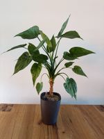 Alocasia Cucullata mit Variegation im SB-Topf, 60-70 cm hoch