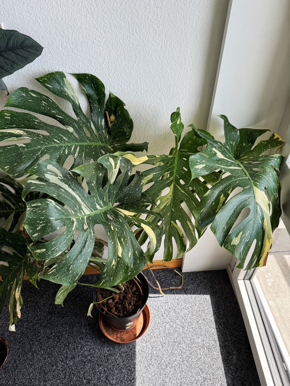Piante & sementi: Monstera Thai Constellation (large established) – Nuovo (secondo la descrizione) da Bern venduto da plantlover_bern 3
