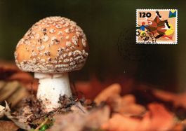 Maximumkarte Jahreszeiten - Herbst, Pilz