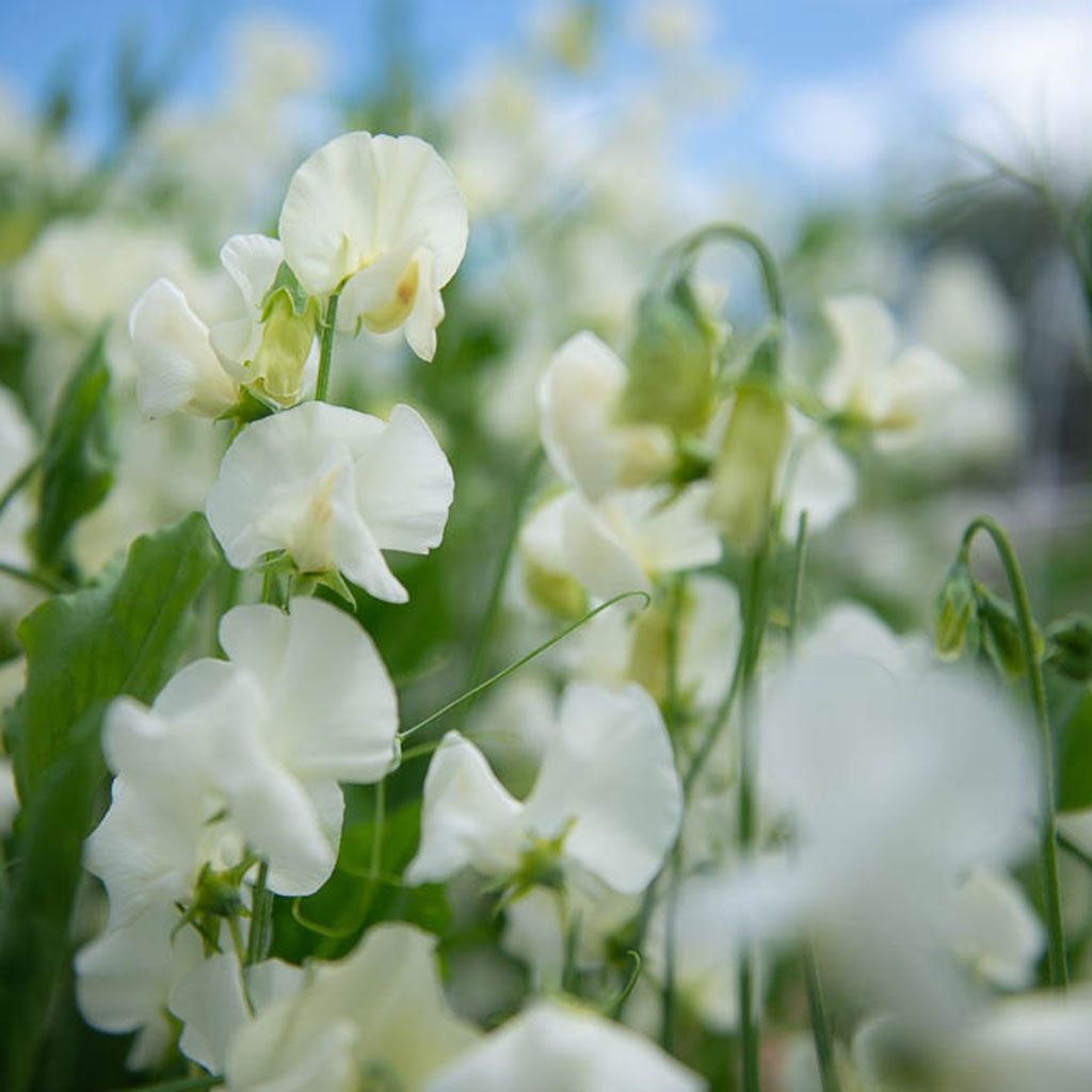 Piante & sementi: 15 SPRING SUNSHINE CREAM Duftwicke Samen – Nuovo (secondo la descrizione) da Ehrendingen venduto da VerveinaSamen 5