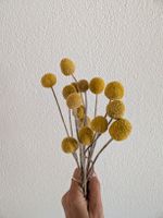 Trockenblumen Craspedia gelb