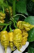 Pflanzen & Samen: T-Rex Mustard - Capsicum chinense - 10 Samen – Neu und originalverpackt aus Sumiswald von Cham14559