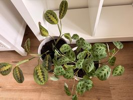 2er Set Maranta Leuconeura