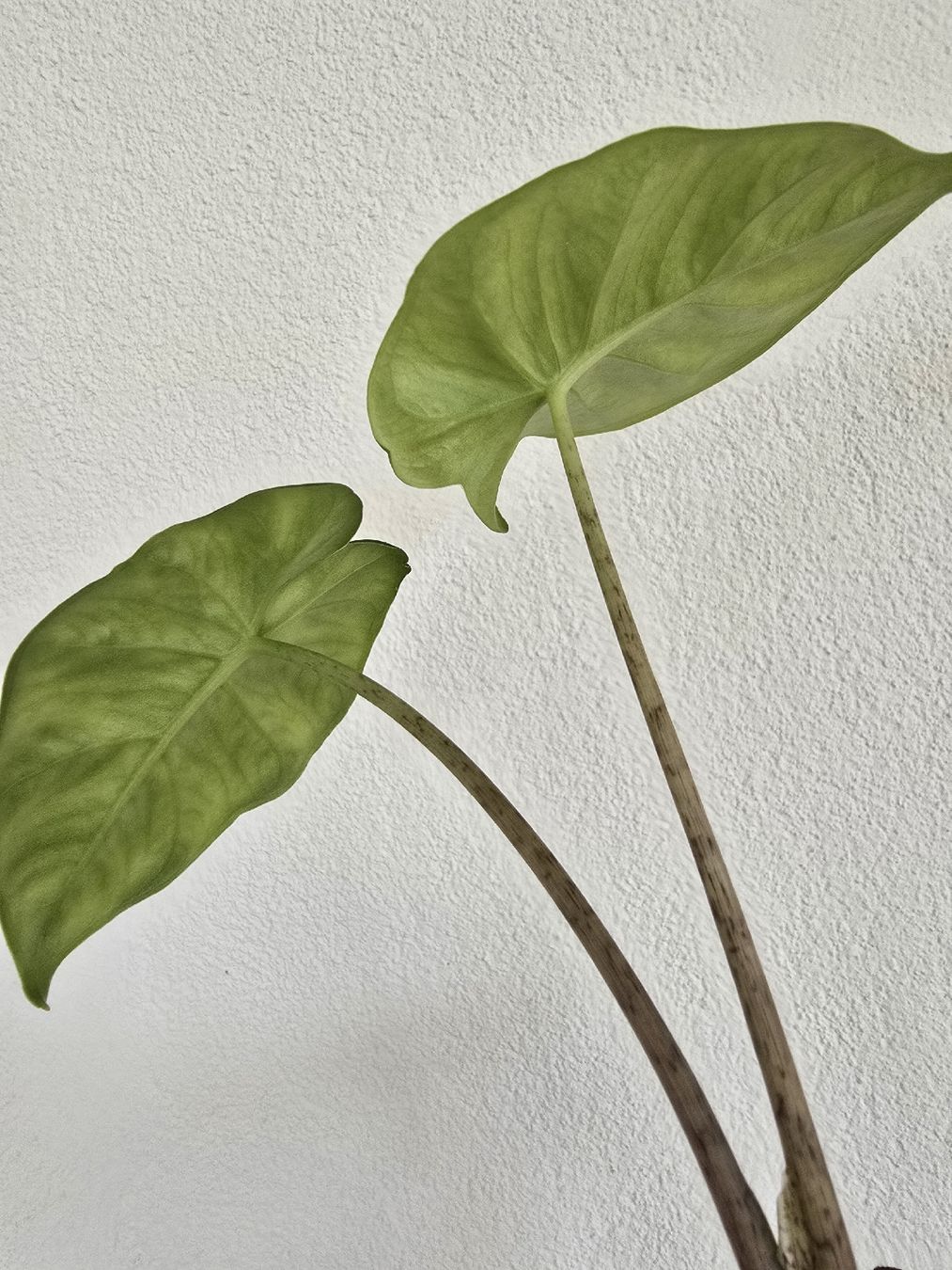 Piante & sementi: BABY Portodora Alocasia – Usato da Nidau venduto da lena_yellow 7