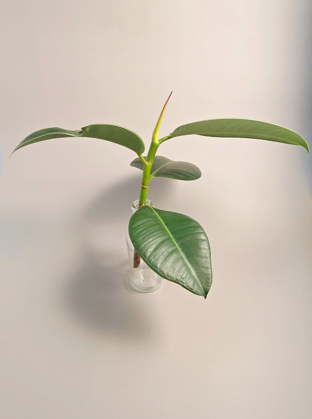 Piante & sementi: Gummibaum / Ficus elastica Steckling #2 – Nuovo (secondo la descrizione) da Gerolfingen venduto da Azora 1