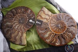Ammoniten Paar  11cm L  –Edelsteinstube Rausverkauf